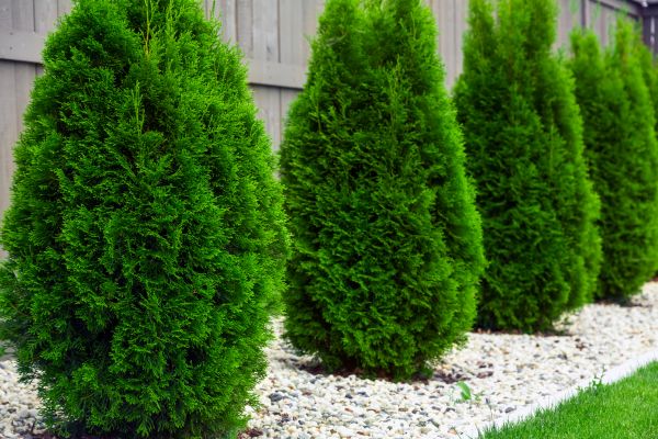 Arborvitae Planting in Millsboro