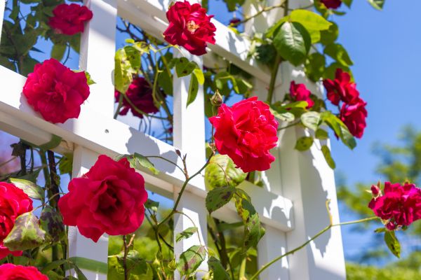 Home Gardening Service in Millsboro