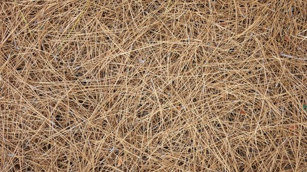 Pine Needles Delivery in Millsboro