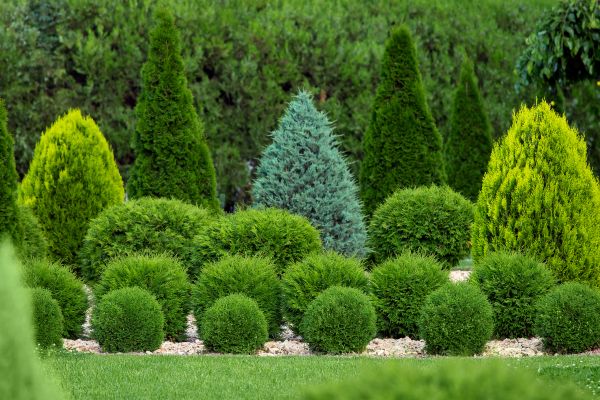 Shrub Replacement in Millsboro