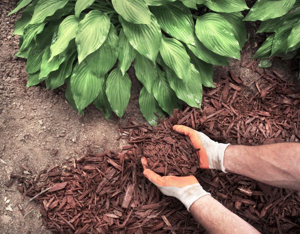 Shredded Mulch Service in Millsboro