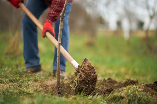 Tree Replacement in Millsboro