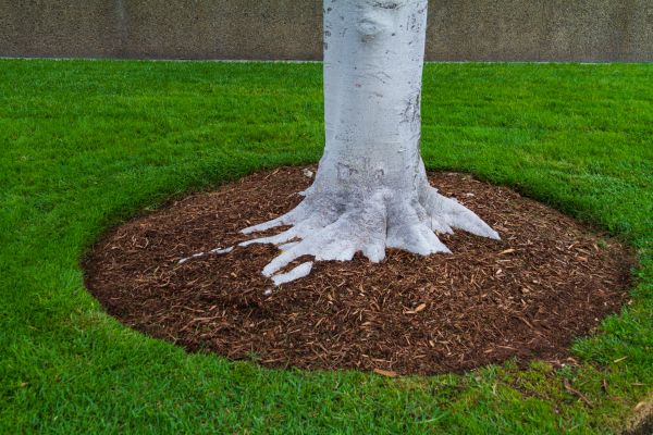 Brown Mulch Installation in Millsboro