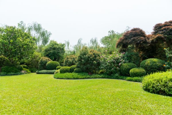 Tree Landscaping in Millsboro