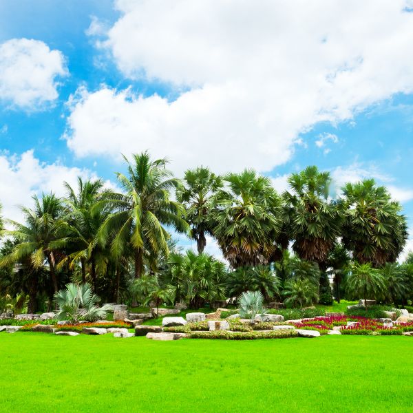Tropical Landscaping in Millsboro