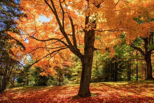 Maple Tree Planting in Millsboro