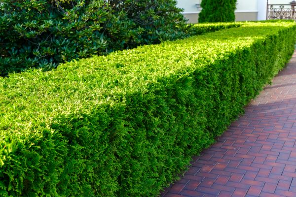 Hedge Installation in Millsboro