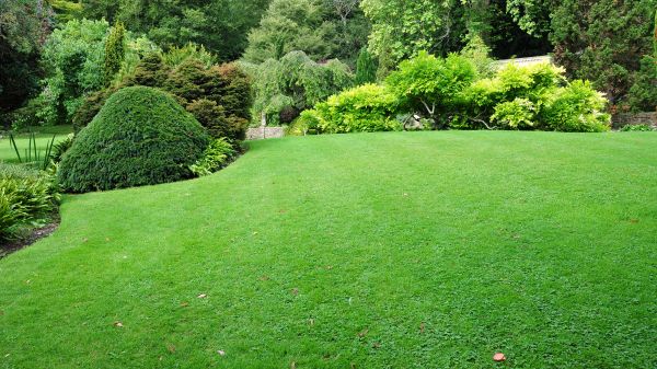 Commercial Landscape Design in Millsboro