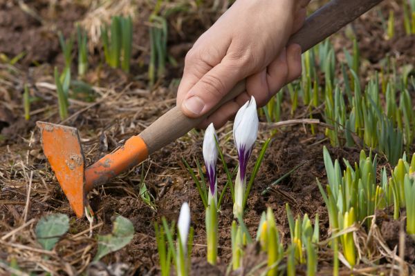 Flower Garden Weeding in Millsboro