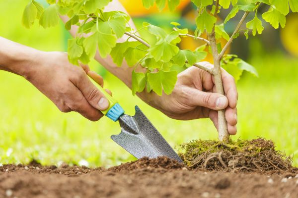 Fruit Tree Planting in Millsboro
