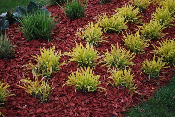 Red Mulch Installation in Millsboro