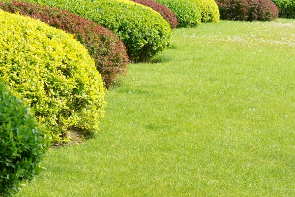 Shrubbery Planting in Millsboro