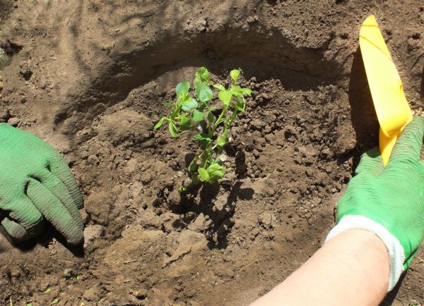 Rose Bush Planting in Millsboro