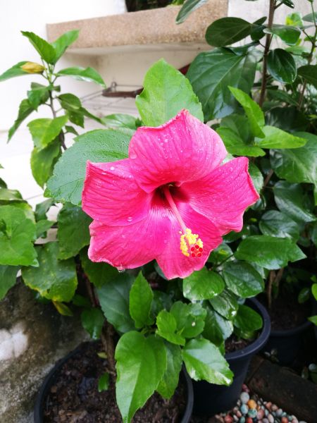 Hibiscus Planting in Millsboro