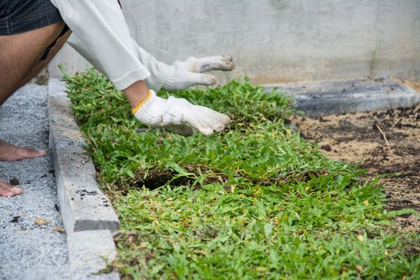 Ground Cover Planting in Millsboro