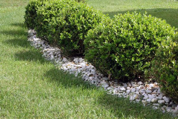Boxwood Planting in Millsboro