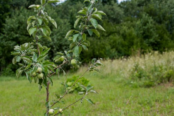 Apple Tree Planting in Millsboro